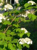 Viburnum opulus