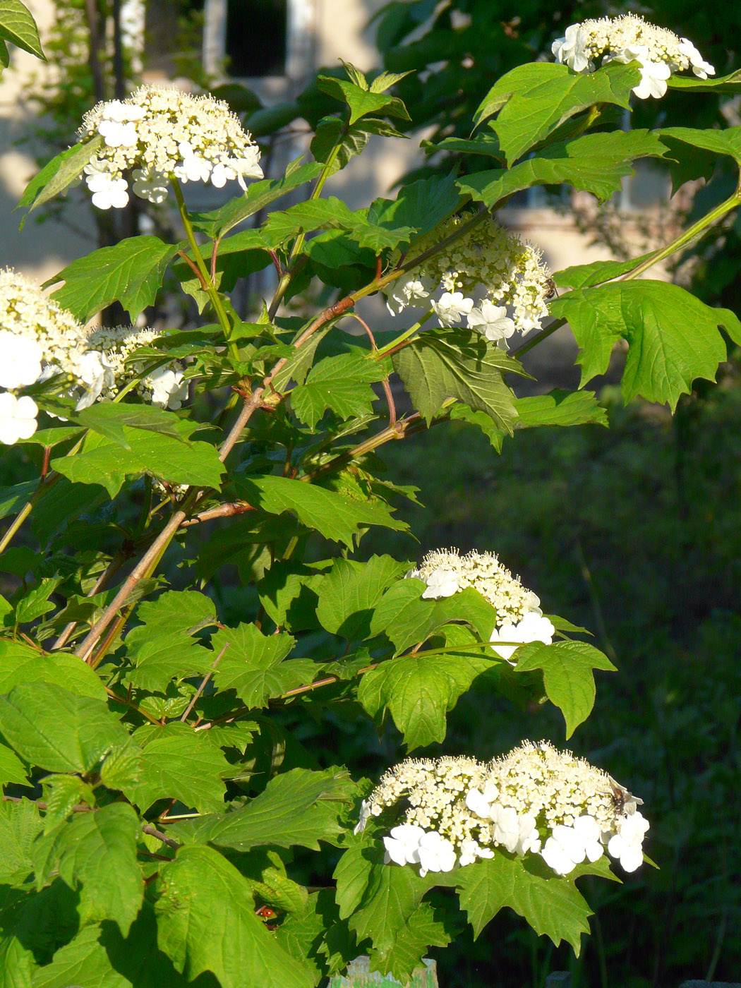 Изображение особи Viburnum opulus.