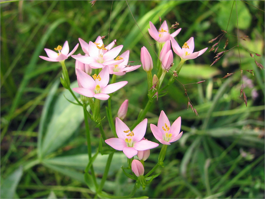 Image of Centaurium erythraea specimen.