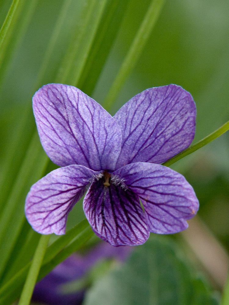 Изображение особи Viola langsdorfii.