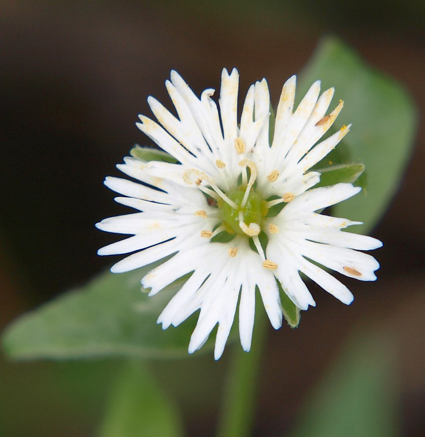 Изображение особи Fimbripetalum radians.