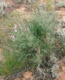 Astragalus astrachanicus