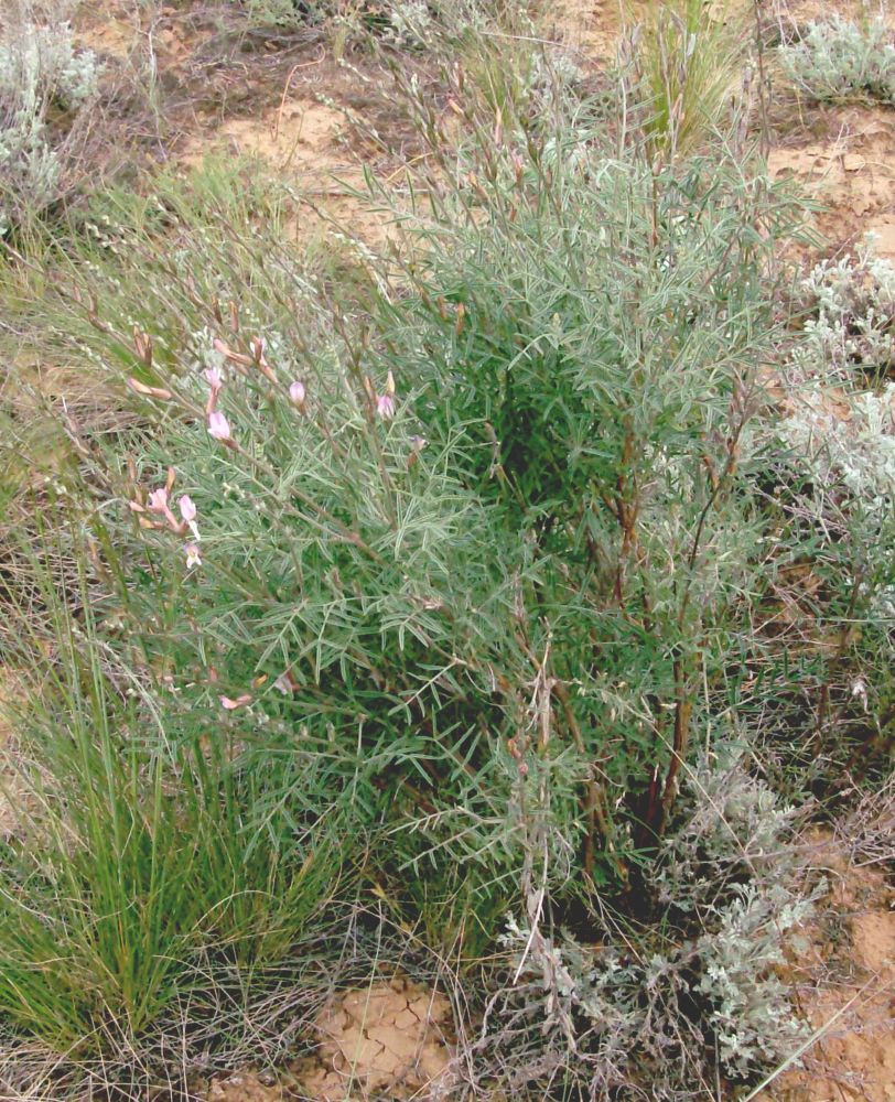 Изображение особи Astragalus astrachanicus.