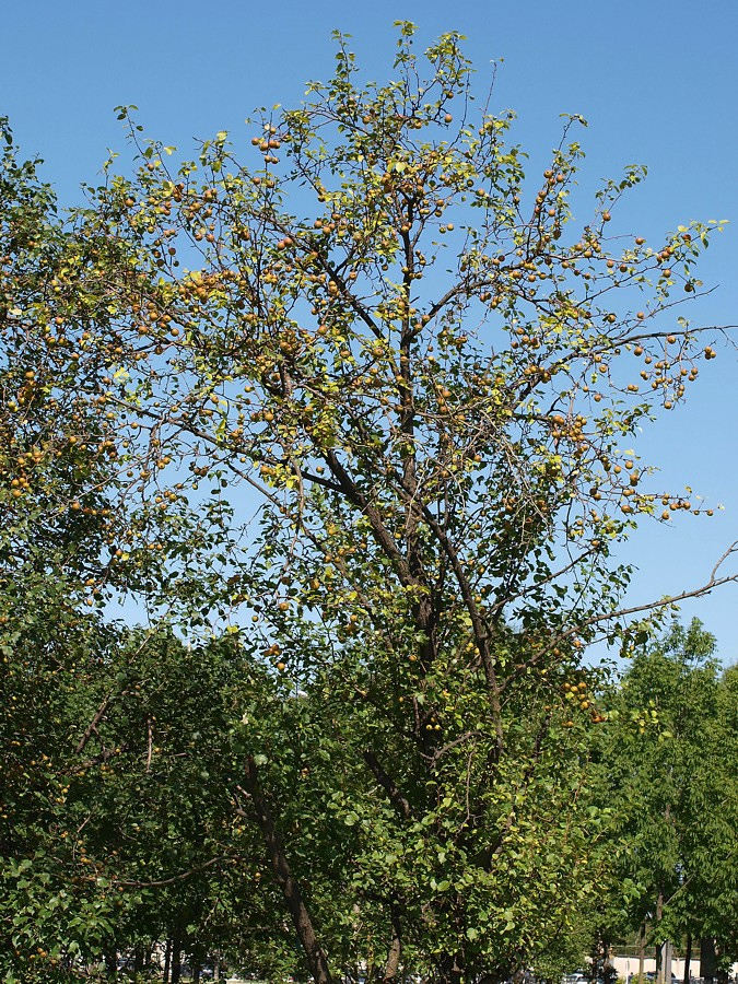 Image of Pyrus ussuriensis specimen.