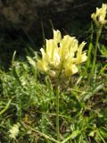 Oxytropis kubanensis. Соцветие. Карачаево-Черкесия, окр. Теберды, ущелье р. Азгек. 26.07.2011.