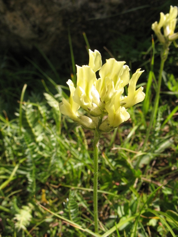 Изображение особи Oxytropis kubanensis.