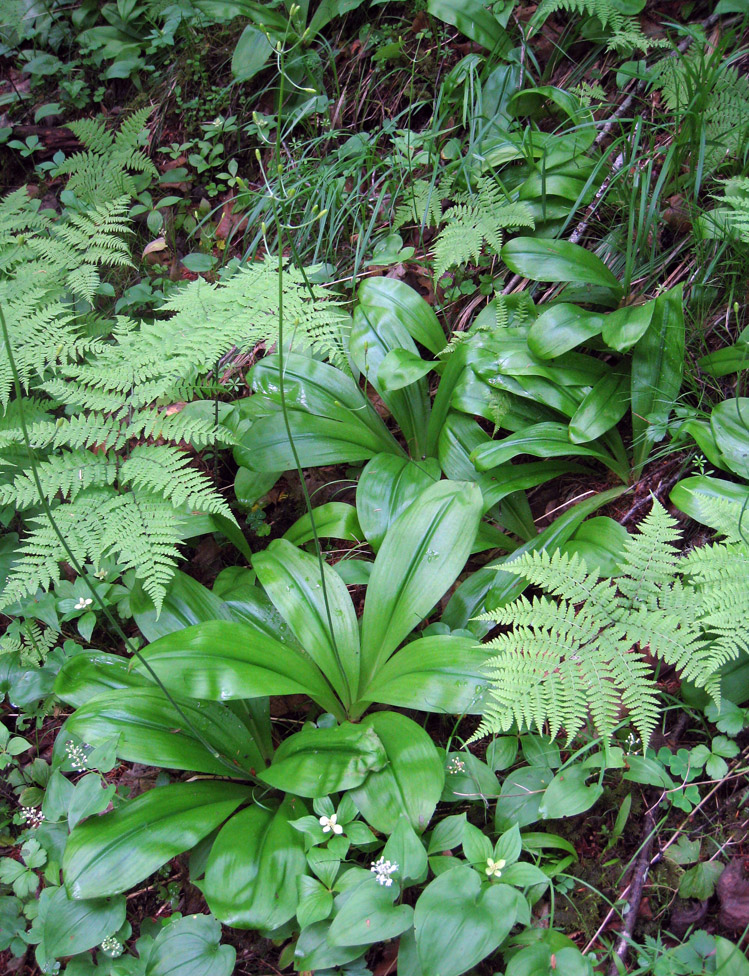 Изображение особи Clintonia udensis.