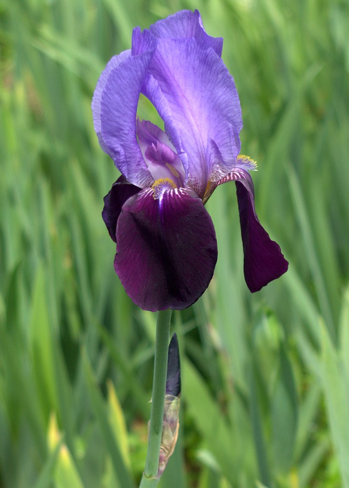 Image of genus Iris specimen.