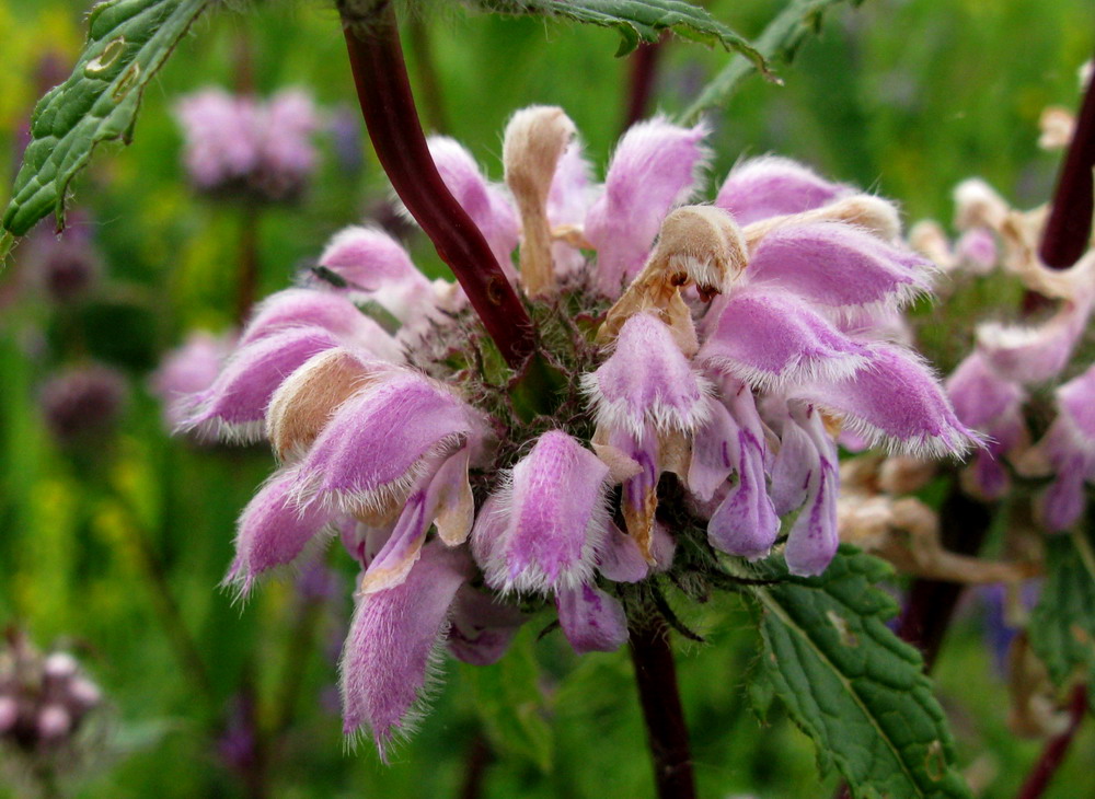 Изображение особи Phlomoides tuberosa.