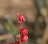 Rumex pictus