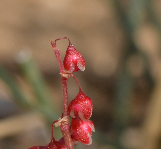 Изображение особи Rumex pictus.