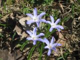 Chionodoxa luciliae