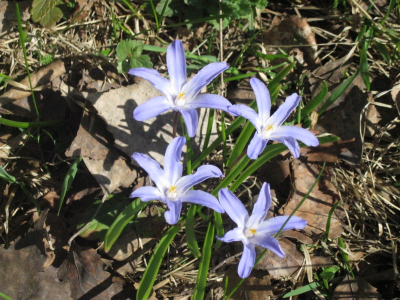 Изображение особи Chionodoxa luciliae.