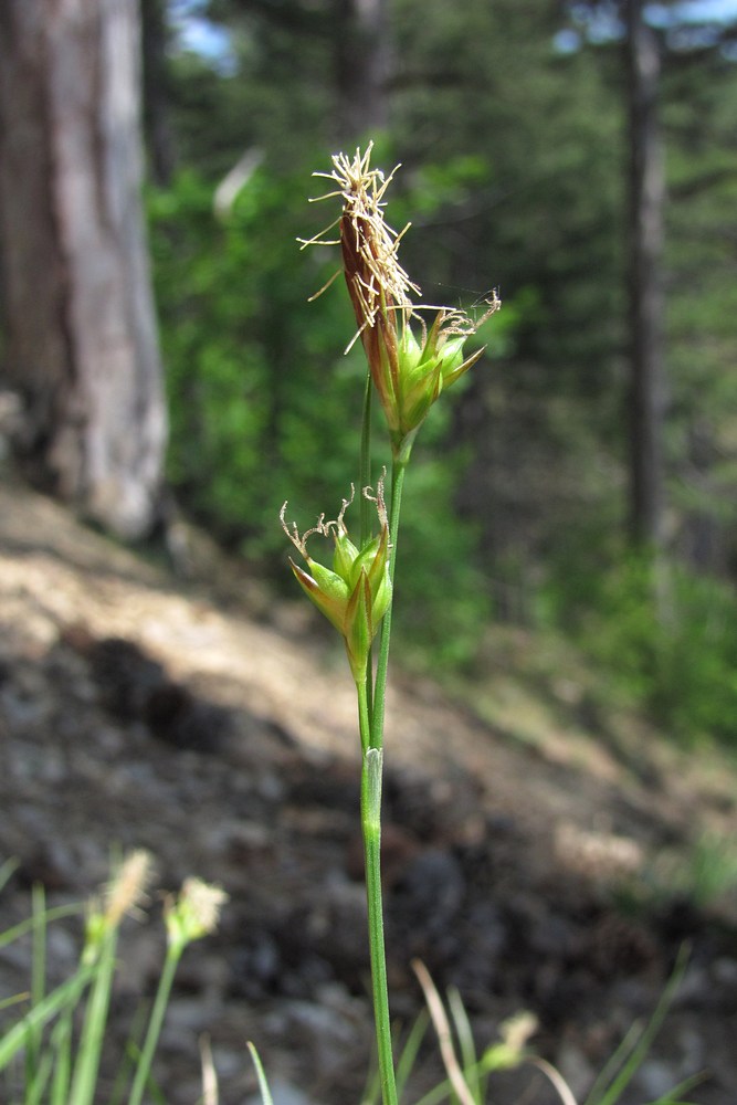 Изображение особи Carex halleriana.