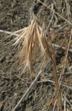 Anisantha tectorum