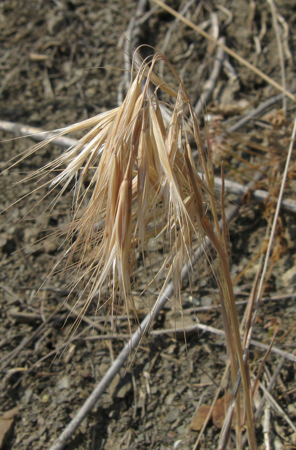 Изображение особи Anisantha tectorum.