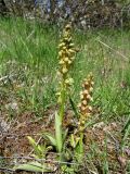 Orchis anthropophora