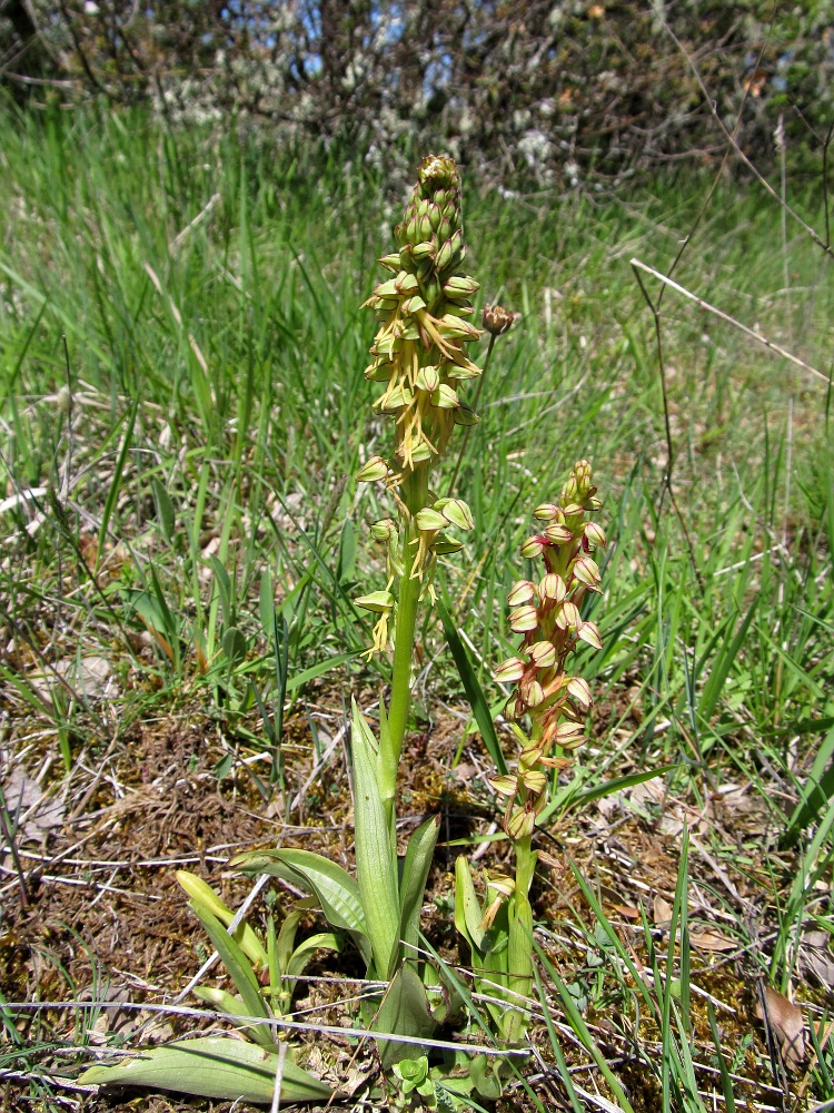 Image of Orchis anthropophora specimen.