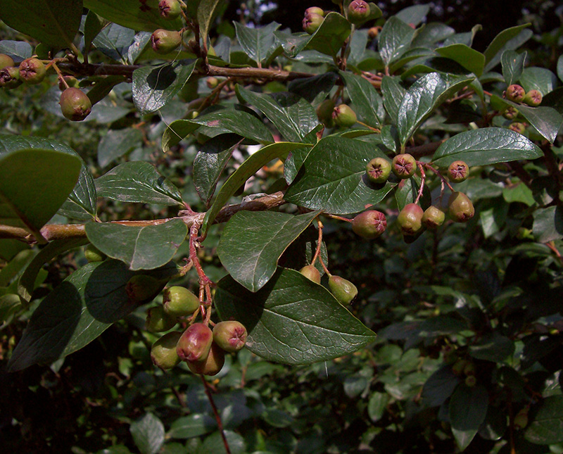 Изображение особи Cotoneaster lucidus.