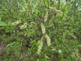 Salix phylicifolia