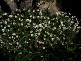 Gypsophila sericea