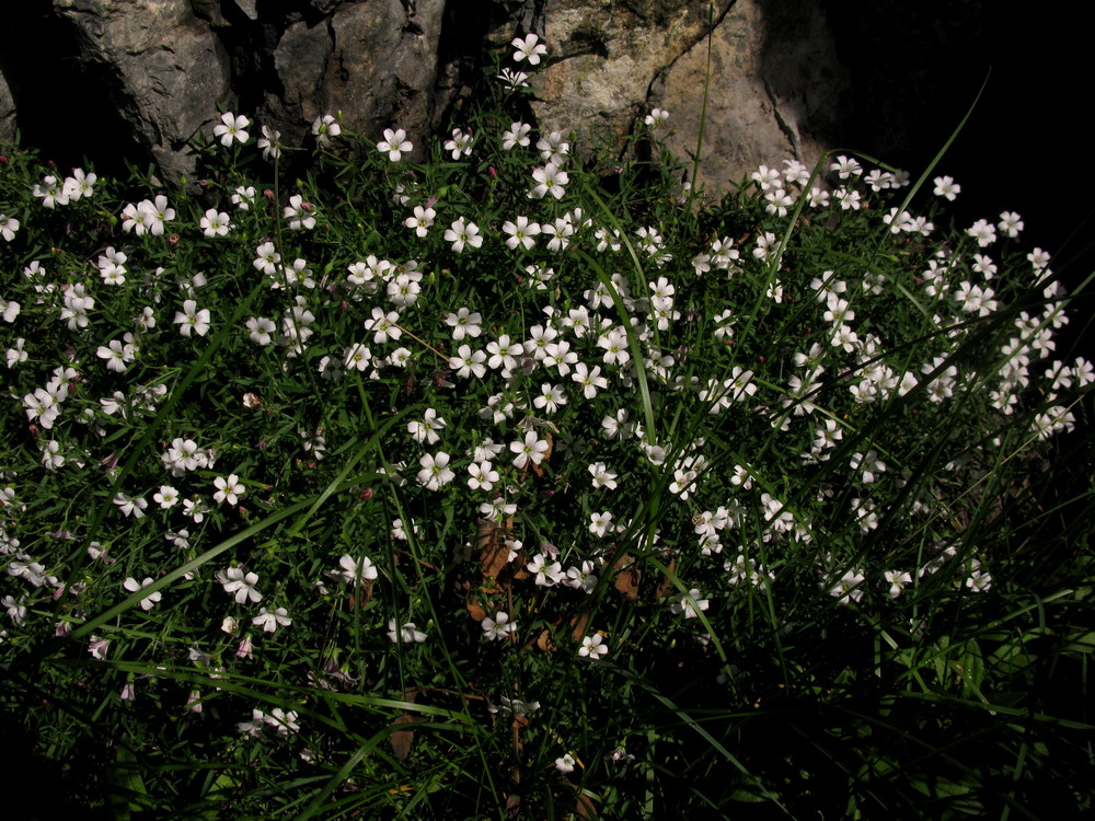 Image of Gypsophila sericea specimen.