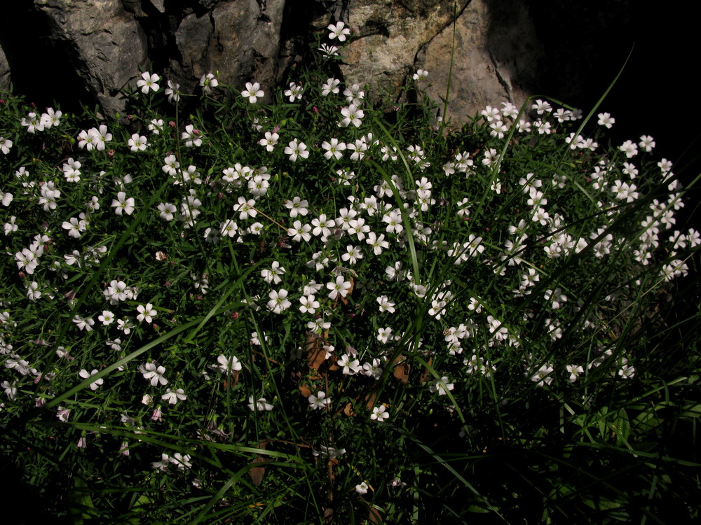 Изображение особи Gypsophila sericea.