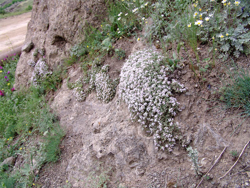 Изображение особи Thymus trautvetteri.