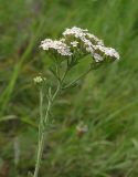 Achillea collina