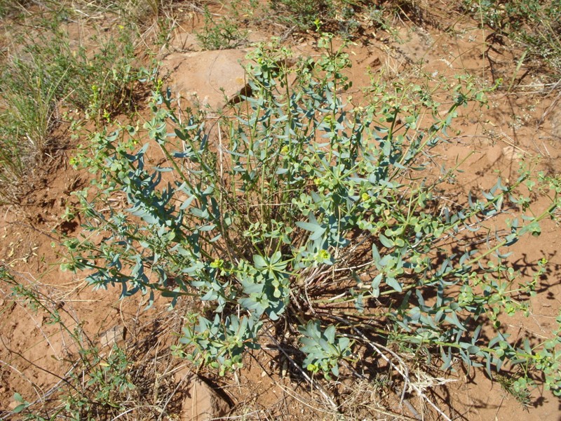 Изображение особи Euphorbia seguieriana.