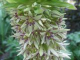 Eucomis bicolor