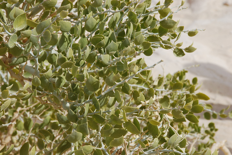 Image of Capparis cartilaginea specimen.