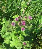 Arctium minus
