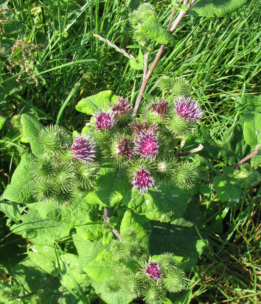 Image of Arctium minus specimen.