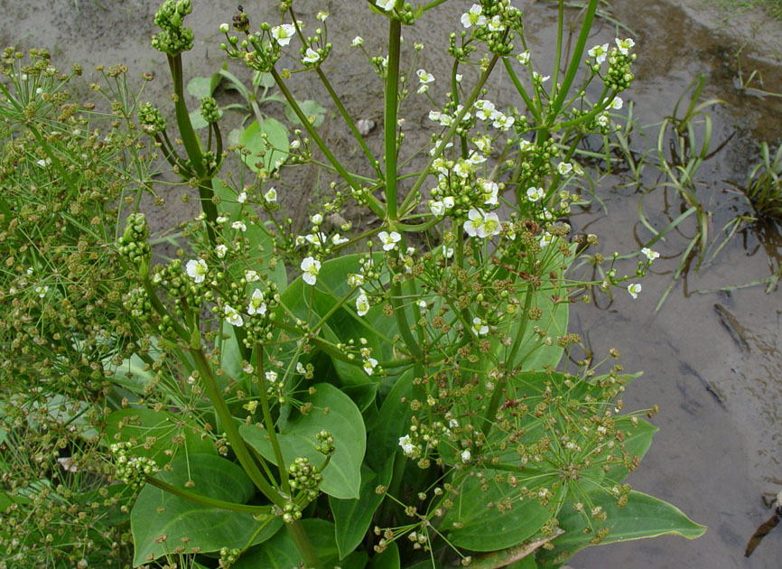 Image of Alisma plantago-aquatica specimen.