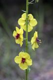 Verbascum blattaria. Часть соцветия. Южный Казахстан, правобережье Сыр-Дарьи выше устья Арыси. 27.05.2012.