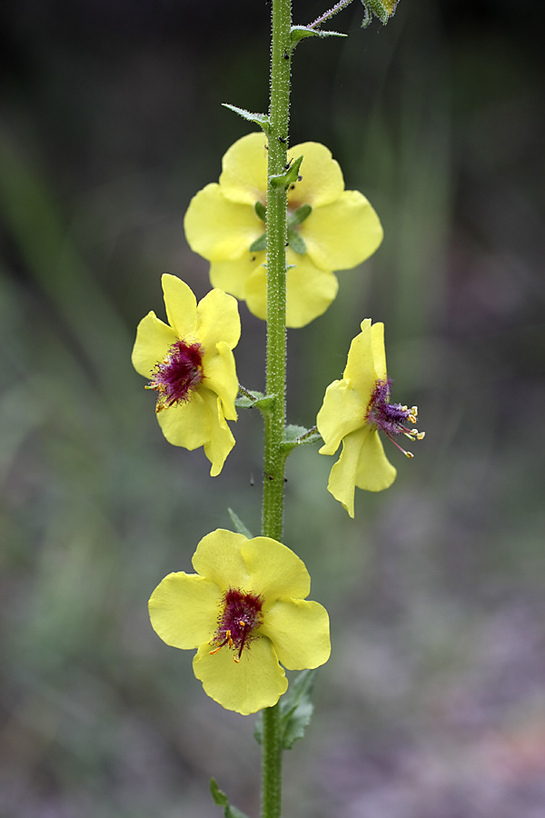 Image of Verbascum blattaria specimen.