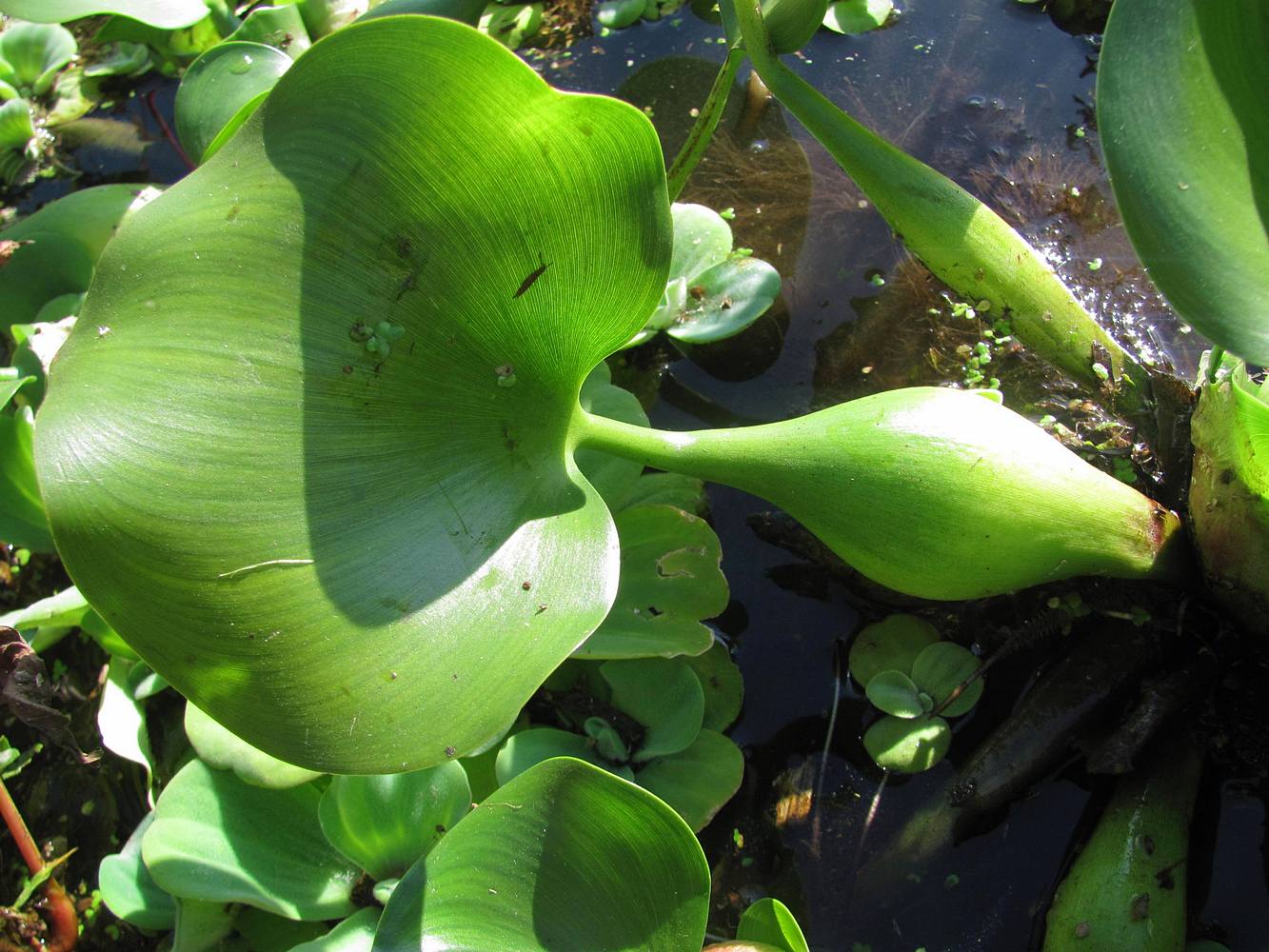 Image of Eichhornia crassipes specimen.