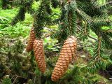 Picea ajanensis. Ветка со зрелыми шишками. Сахалин, окр. г. Южно-Сахалинска. Июль 2012 г.