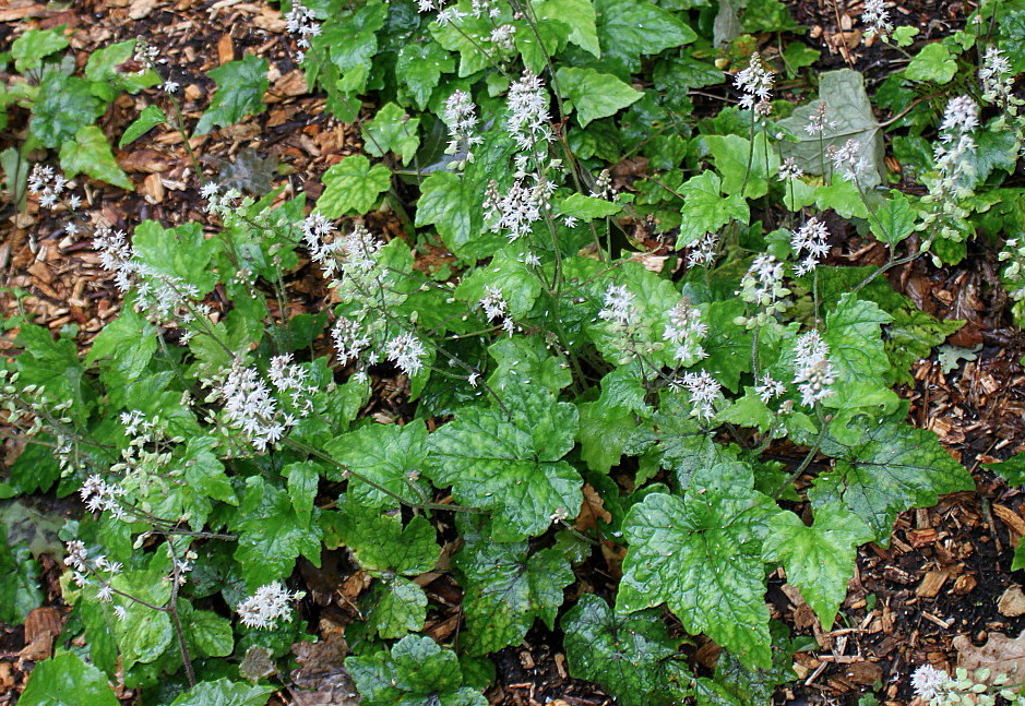 Image of Tiarella cordifolia specimen.