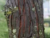 Taxodium distichum variety imbricatum. Часть ствола молодого дерева. Нидерланды, г. Venlo, \"Floriada 2012\". 11.09.2012.