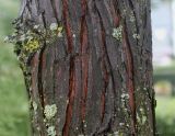 Taxodium distichum разновидность imbricatum. Часть ствола молодого дерева. Нидерланды, г. Venlo, \"Floriada 2012\". 11.09.2012.