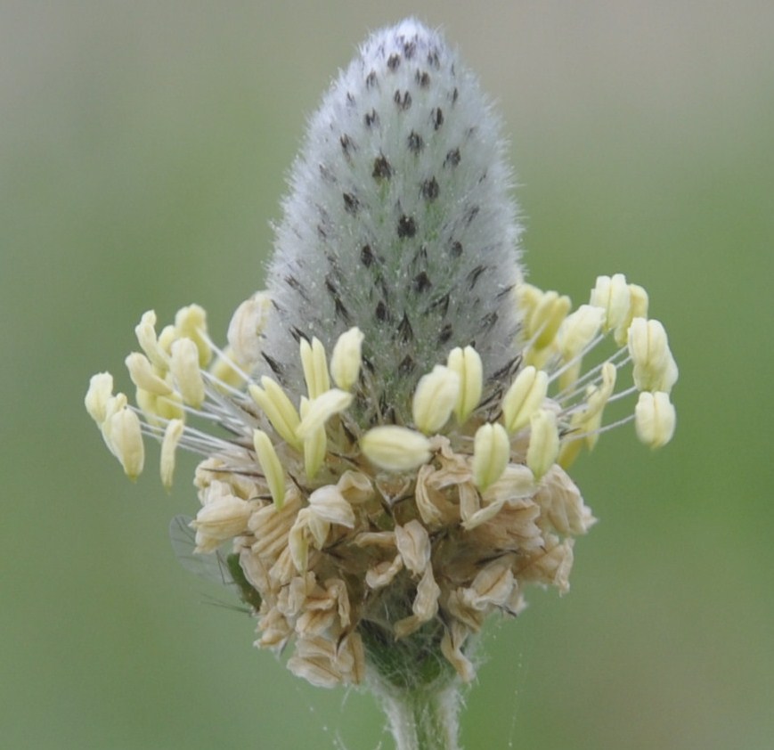 Изображение особи Plantago lagopus.