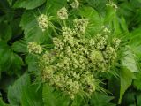 Coelopleurum gmelinii