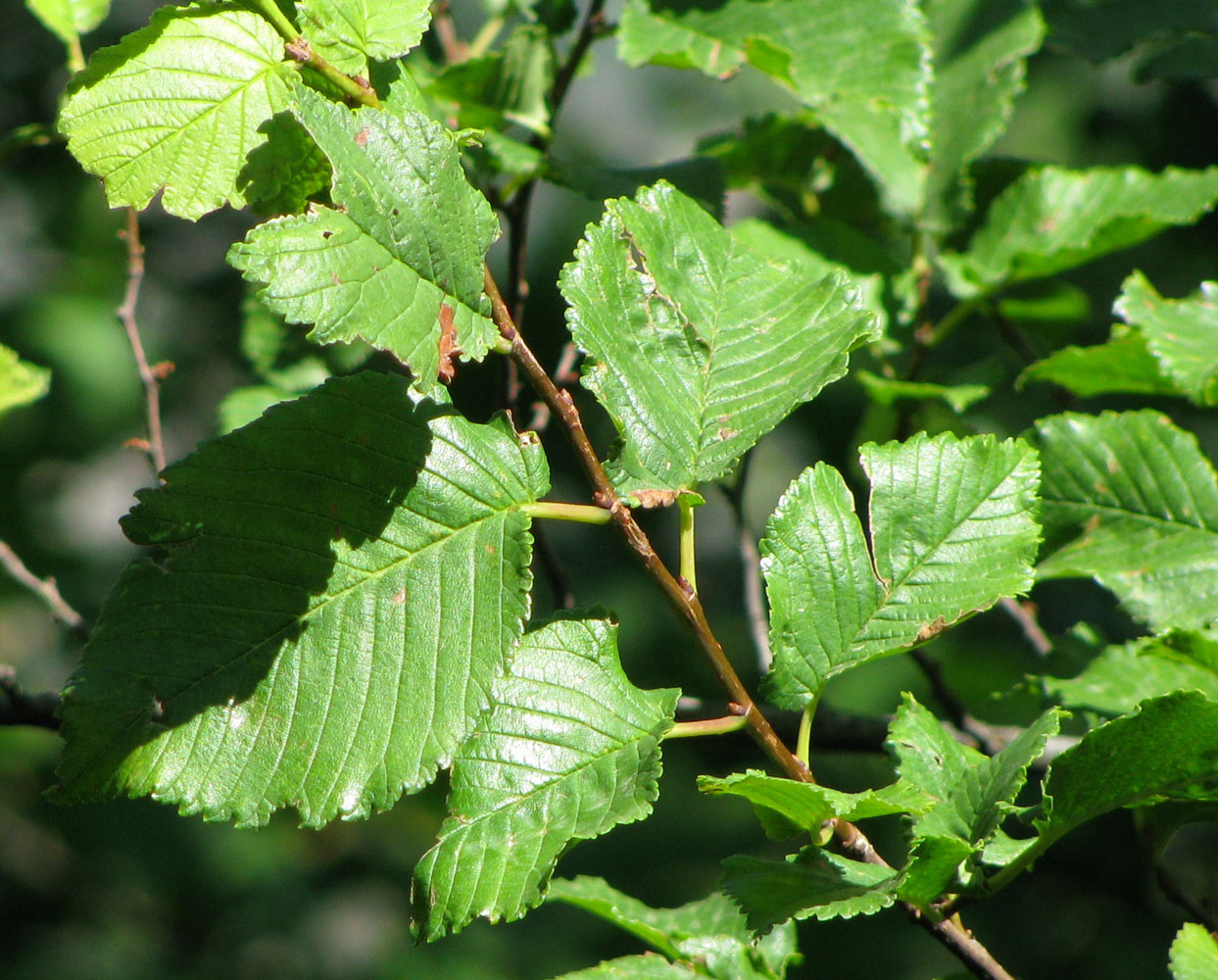 Изображение особи Ulmus minor.