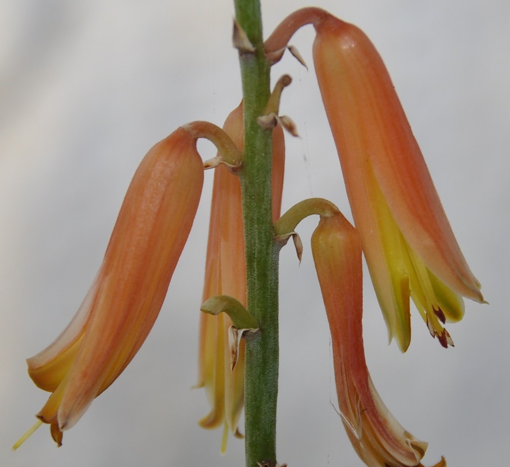 Image of Aloe vera specimen.