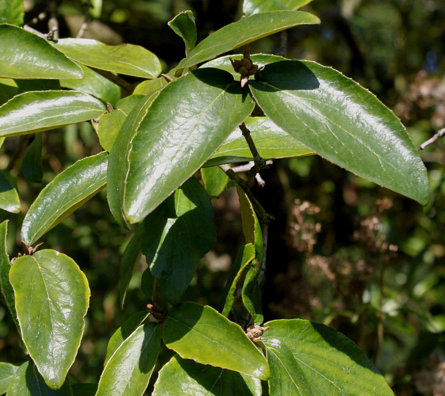 Image of genus Viburnum specimen.