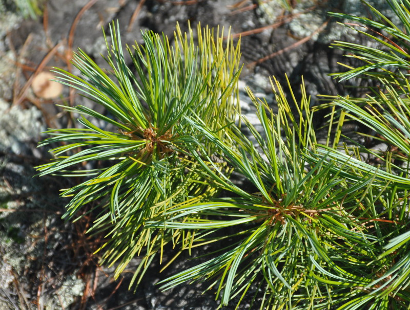 Изображение особи Pinus koraiensis.