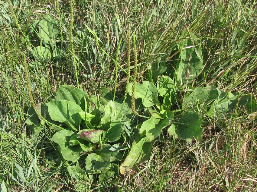 Изображение особи Plantago uliginosa.