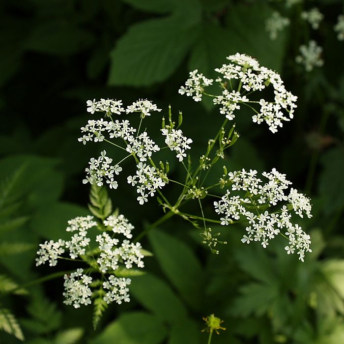 Изображение особи Anthriscus sylvestris.